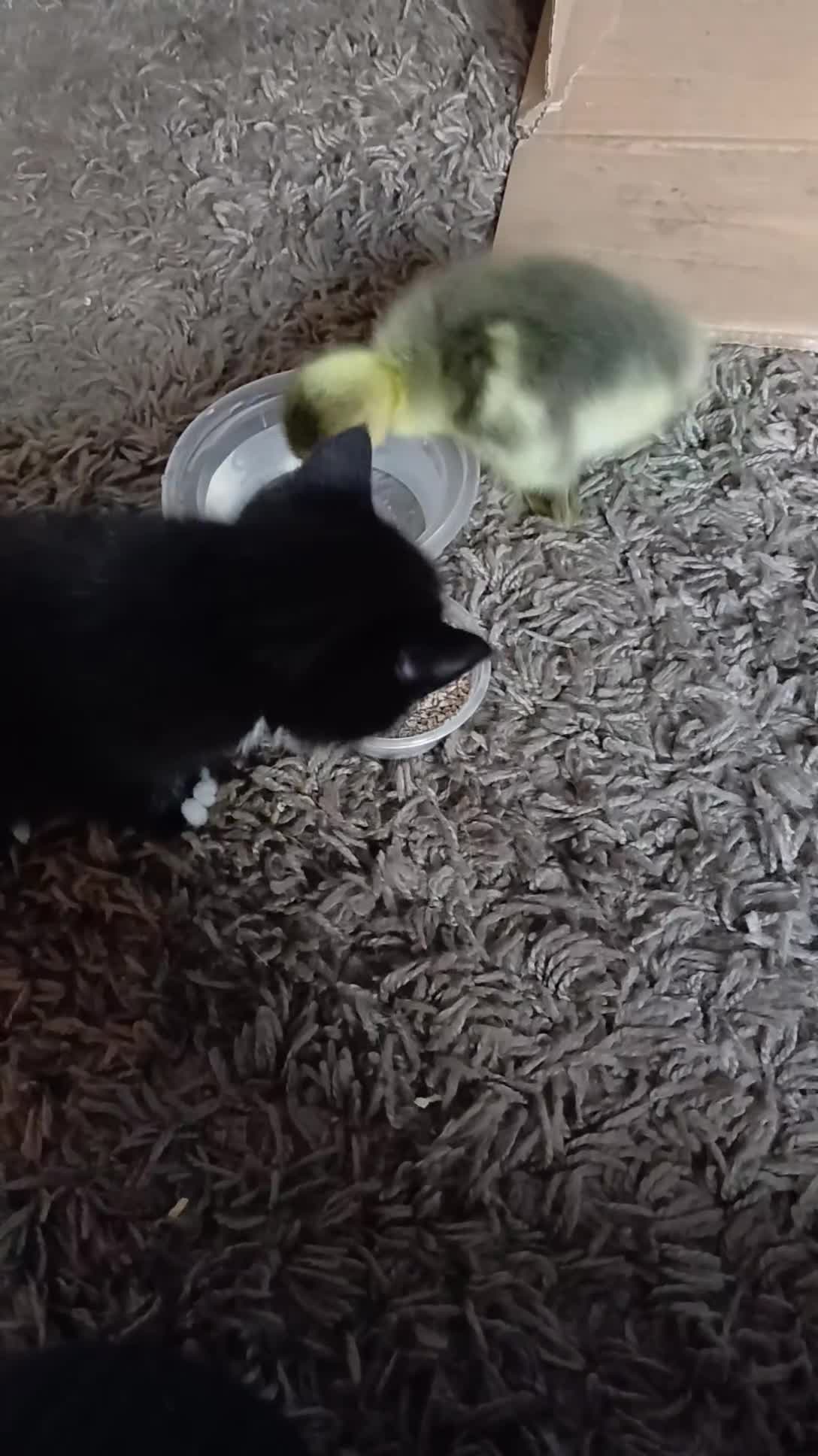 Domestic Shorthair cats for sale: 1 Black Female kitten and 1 Male Tabby Kitten - Video 1