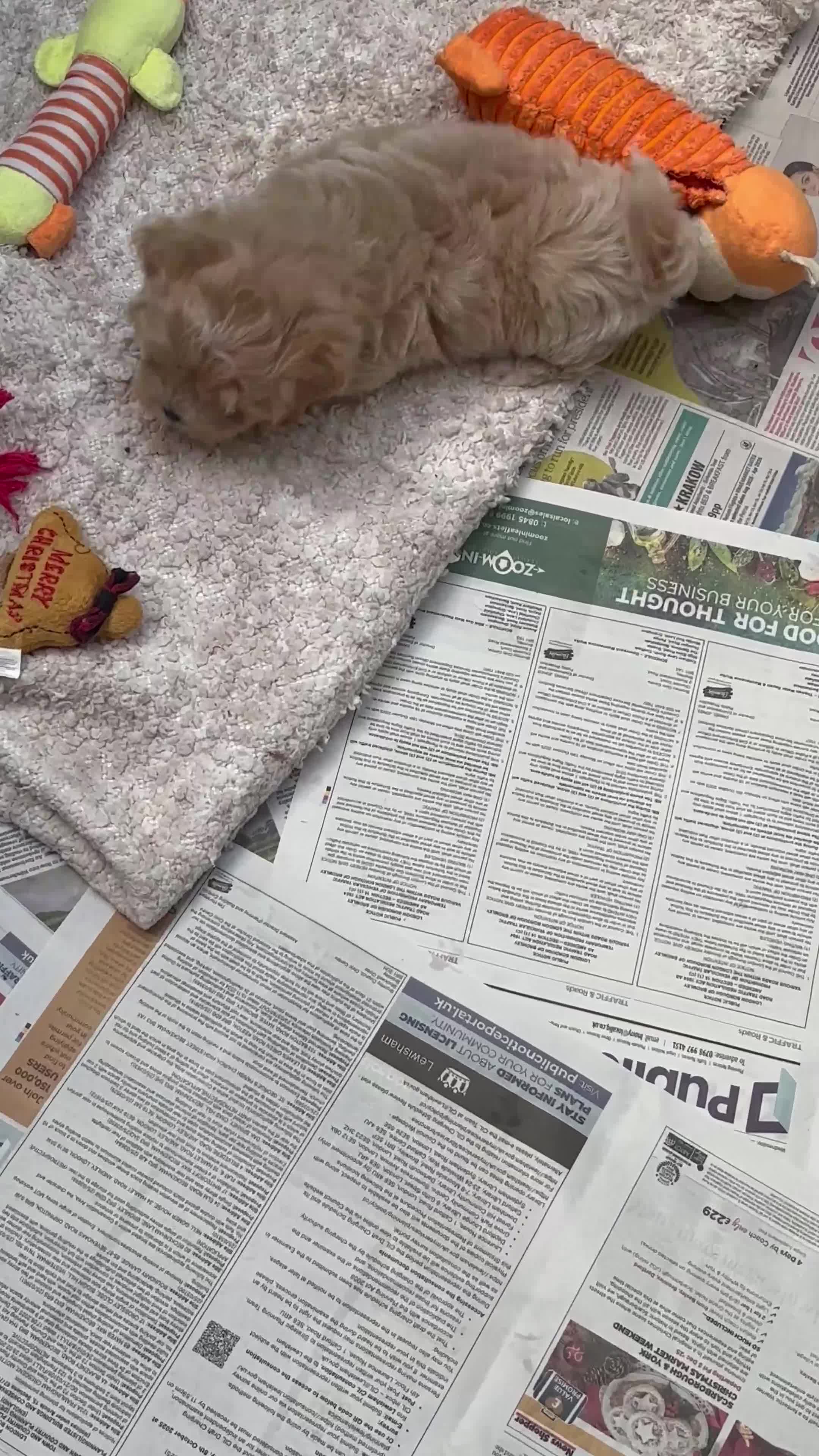 Maltipoo dogs for sale: ADORABLE F1 MALTIPOO PUPPIES DNA TESTED  - Video 2