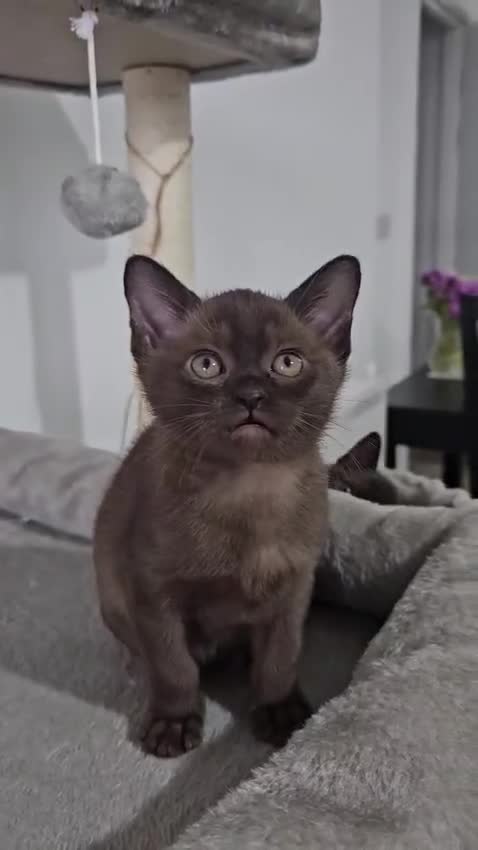 Burmese cats for sale: Stunning Pedigree Brown Burmese kittens  - Video 2