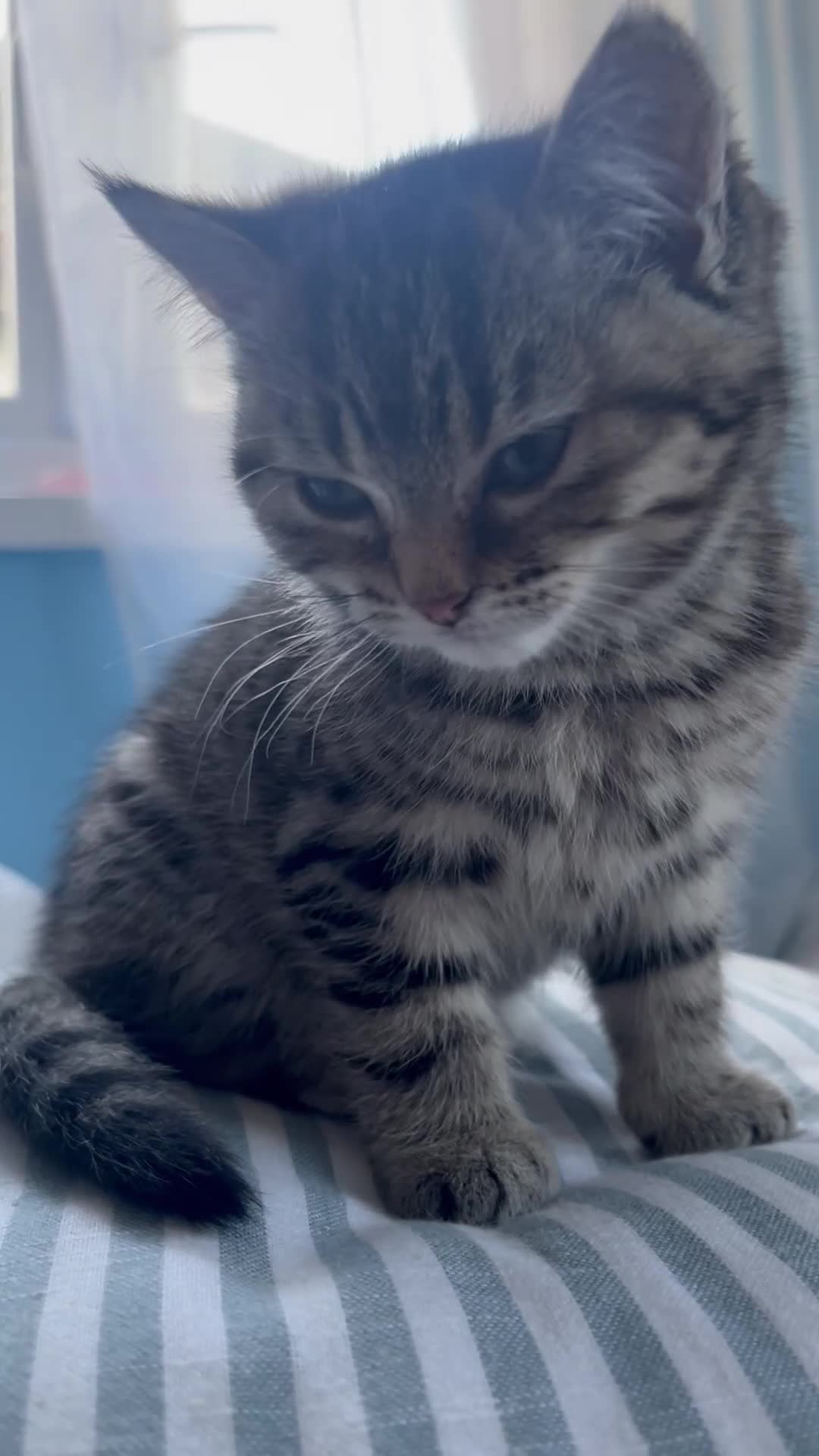 Scottish Fold cats for sale: Two Scottish Straight kittens, both female! - Video 2