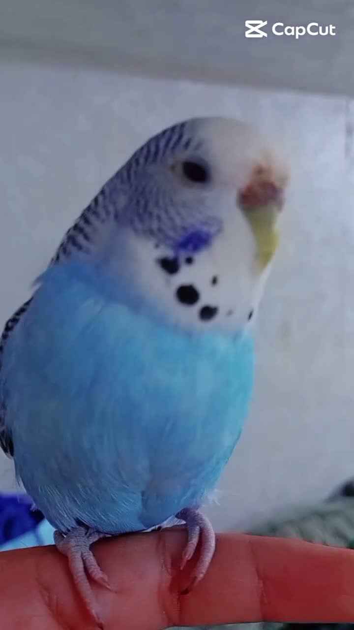 Budgerigars birds for sale: Female budgie for sale  - Video 1