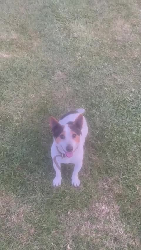 Jack Russell dogs for sale: Miniature Jack Russell puppies🐶 - Video 1