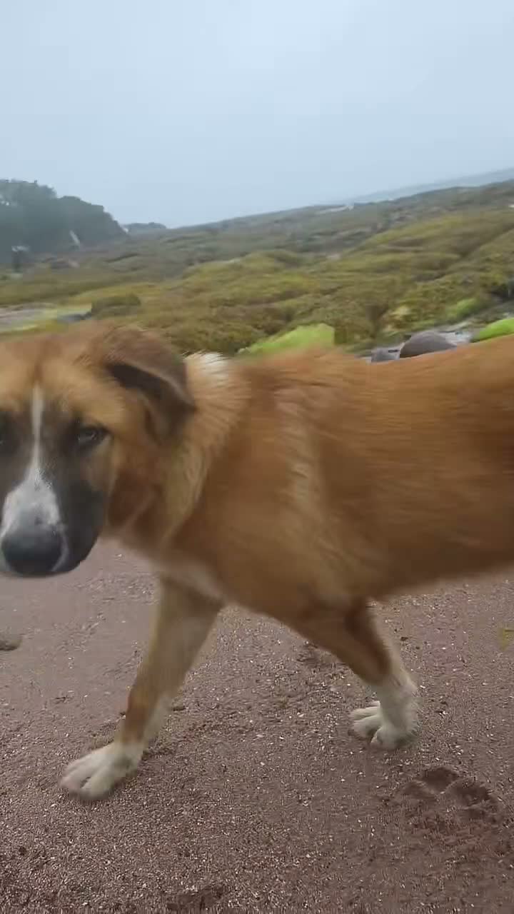 Mixed Breed dogs for sale: Rare Highland Sheppard Puppies Alabai Cross  - Video 2