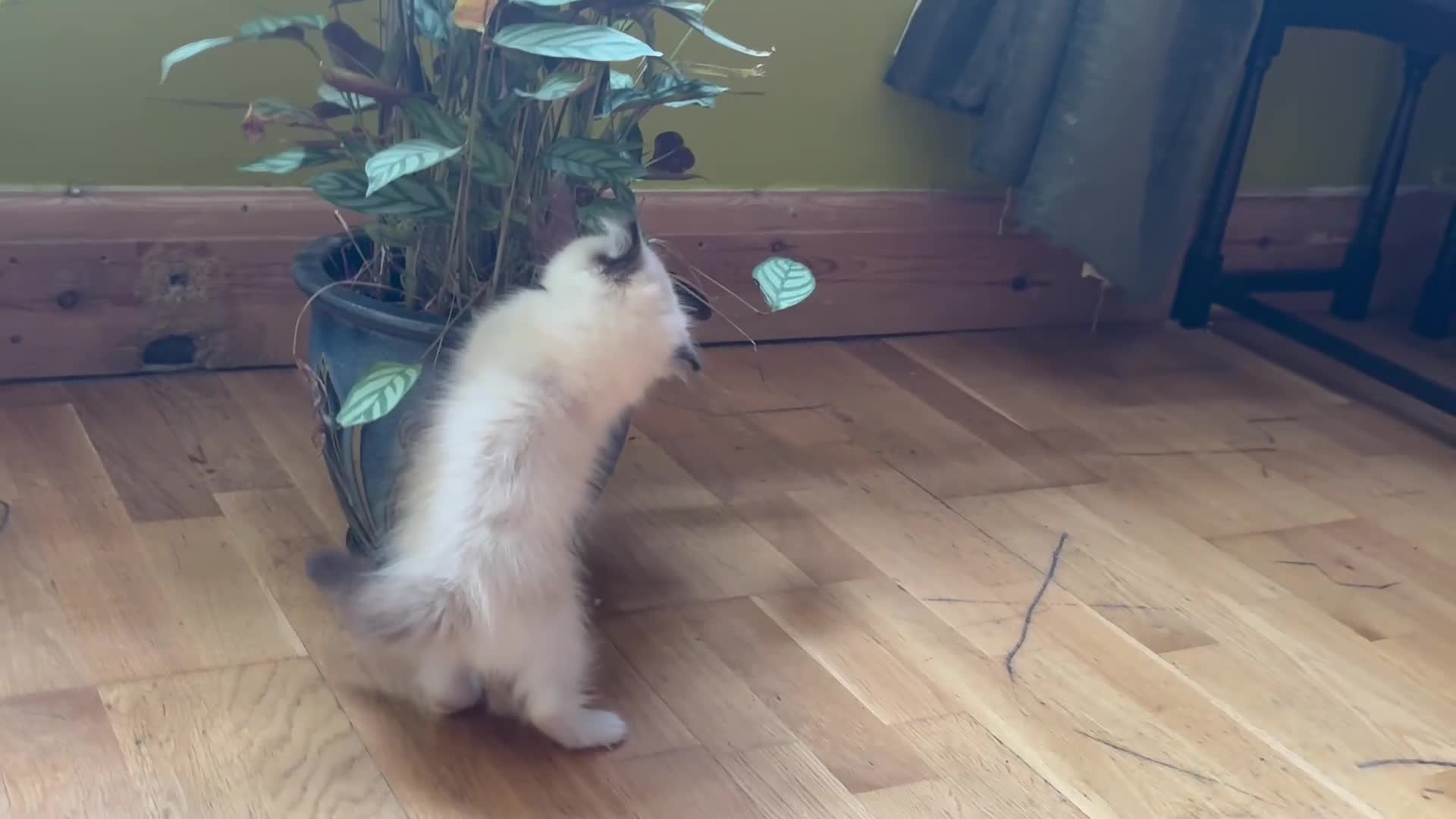 Ragdoll cats for sale: Ragdoll kittens purebred - Video 1