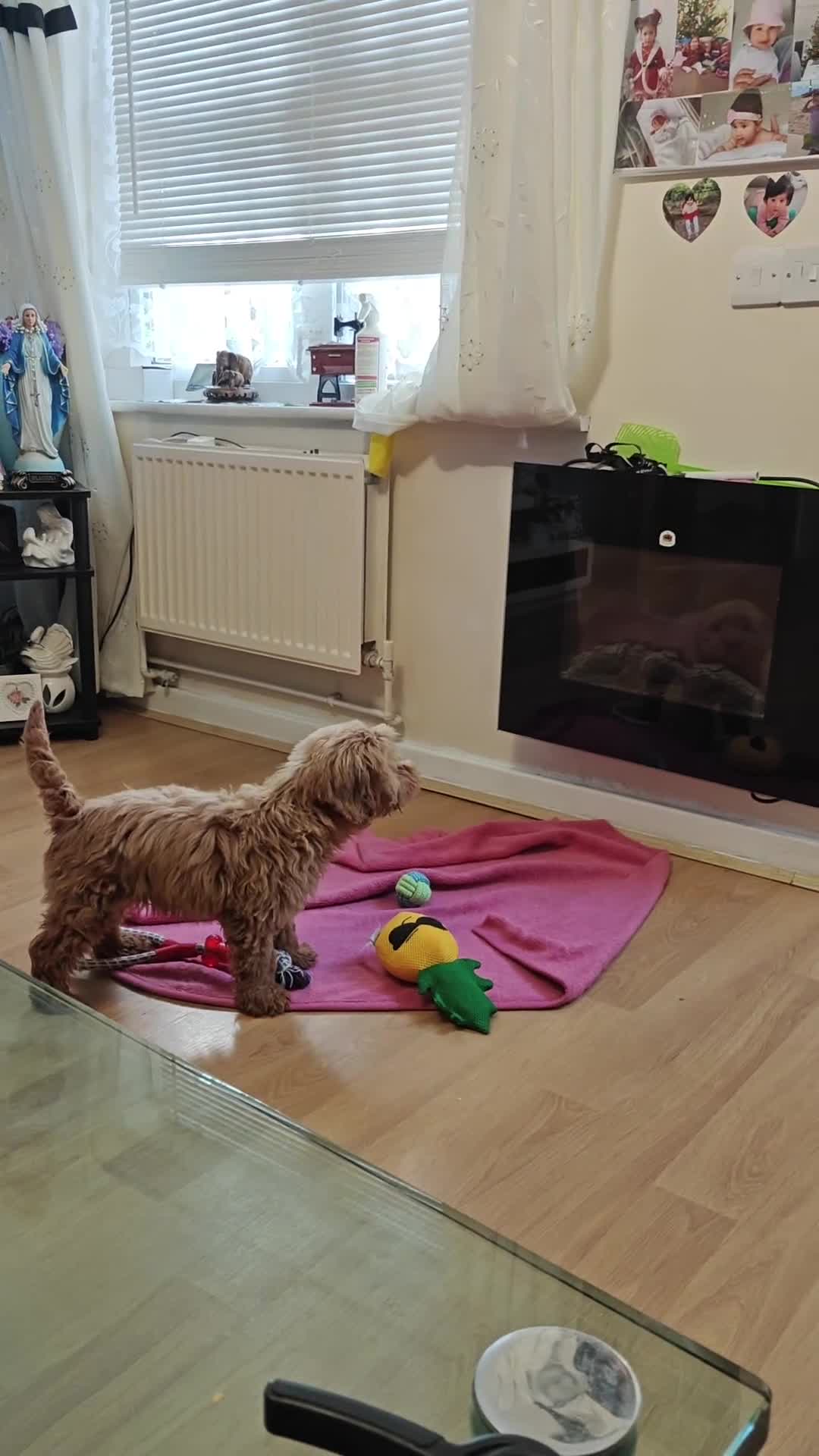 Cockapoo dogs for sale: Beautiful Male 5 Month Old Cockapoo Puppy F1  - Video 2
