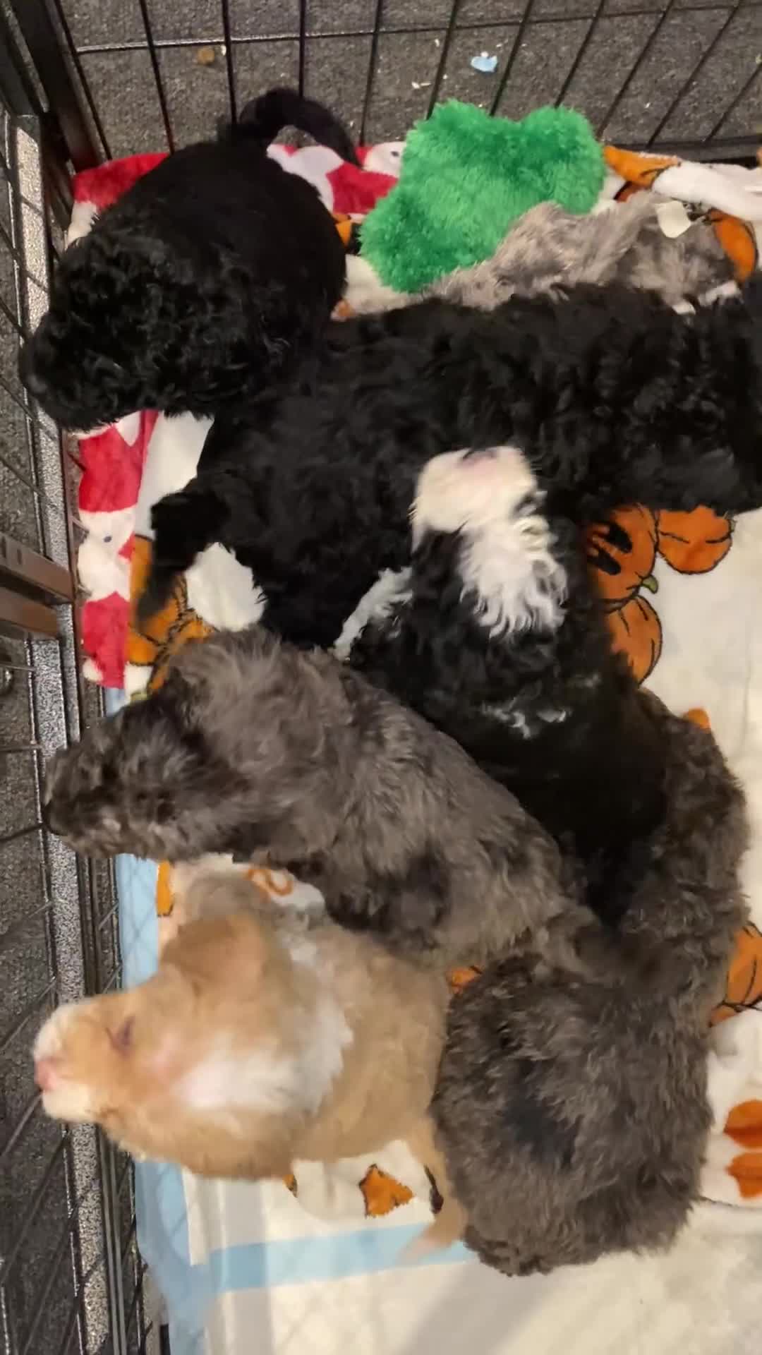 Toy Poodle dogs for sale: Beautiful Toy Poodle Pups  - Video 2