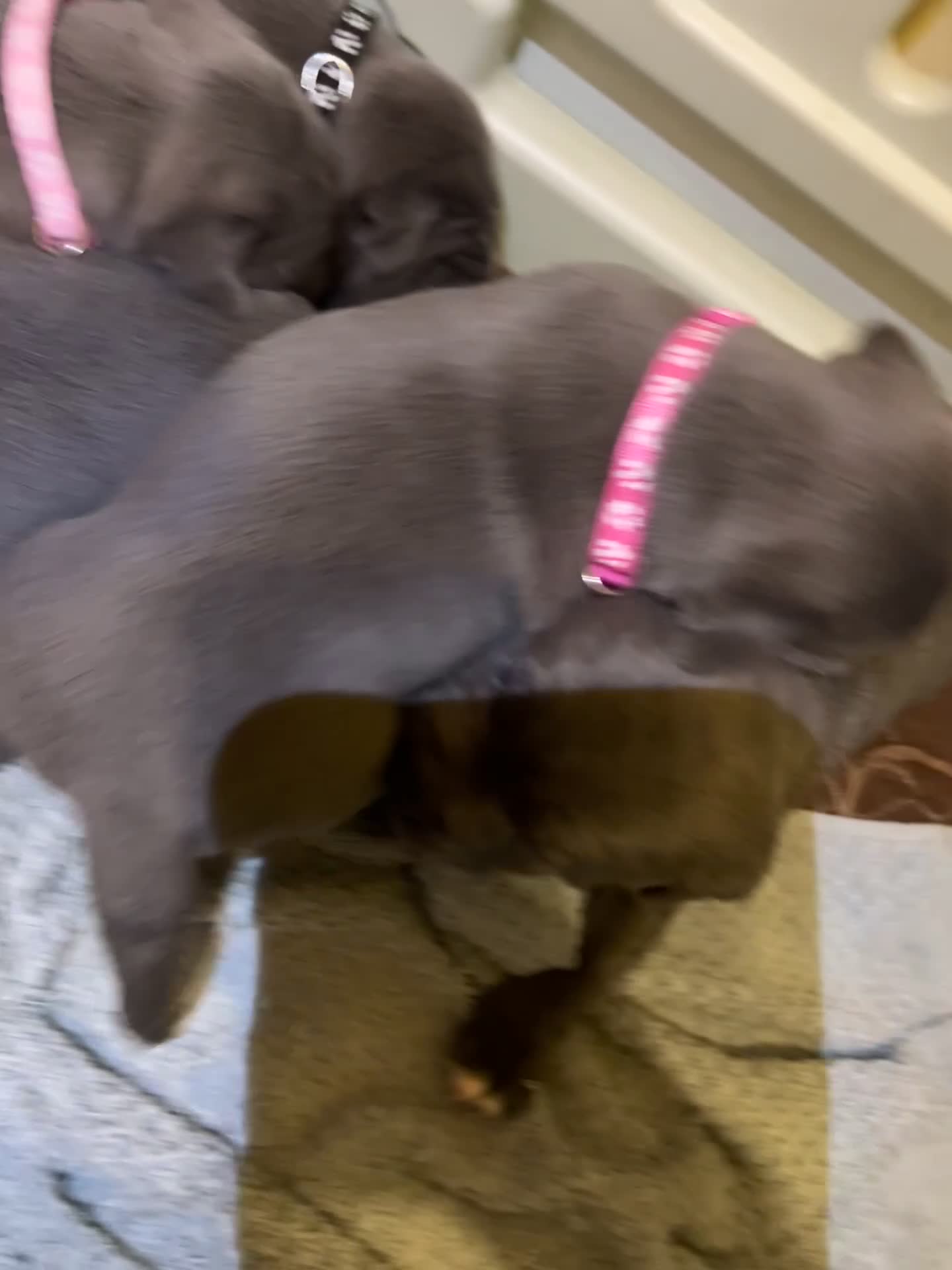 Staffordshire Bull Terrier dogs for sale: Blue Staffordshire bull terrier’s  - Video 1