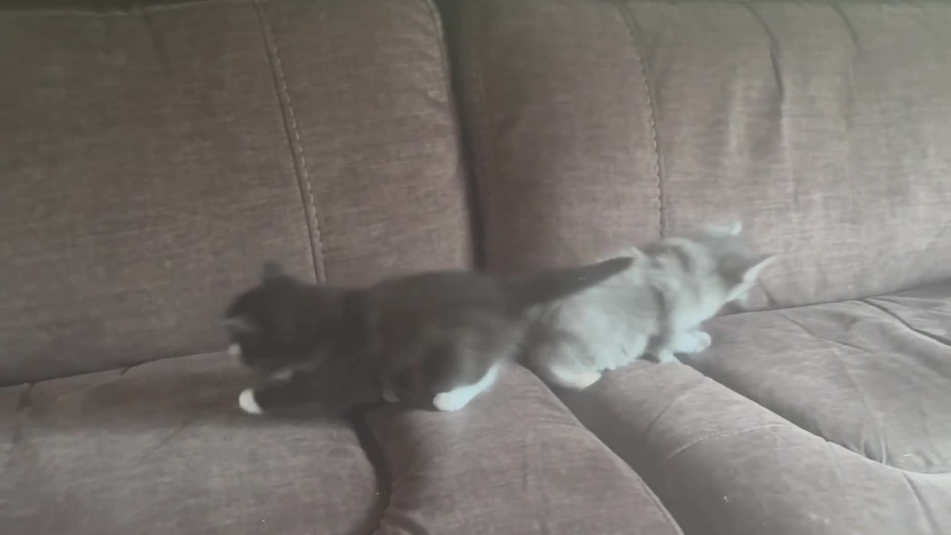 Mixed Breed cats for sale: Beautiful kittens looking for their family  - Video 1