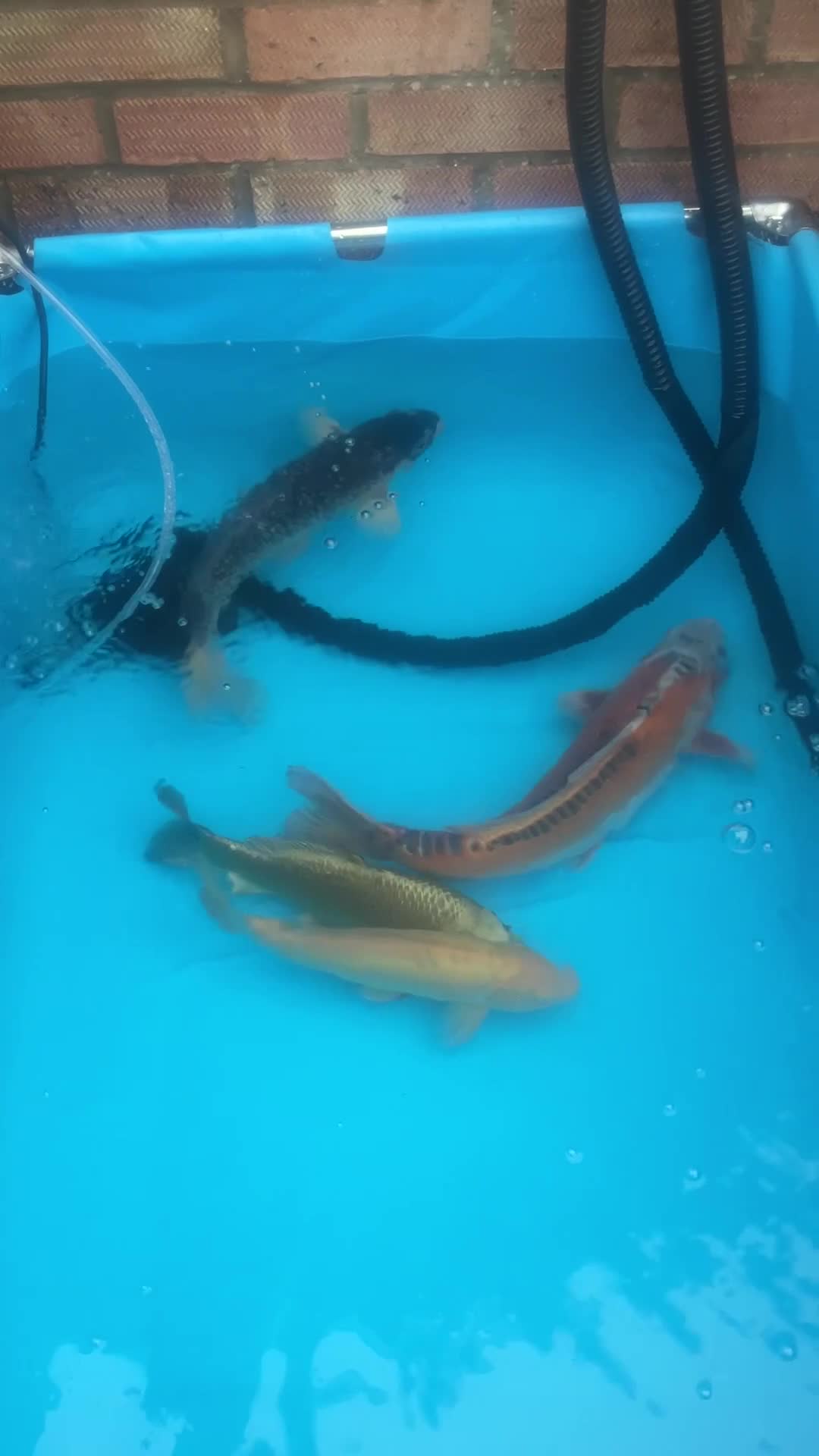 Koi Carp fish for sale: Koi rehoming - Video 1