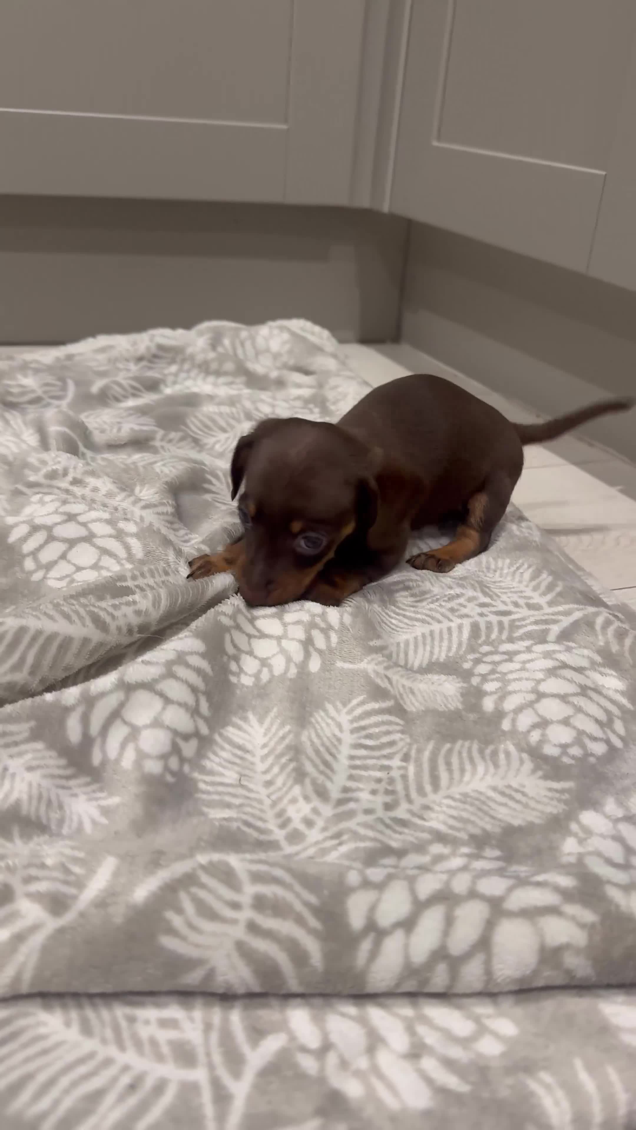 Miniature Dachshund dogs for sale: Stunning miniature sausage pups  - Video 1