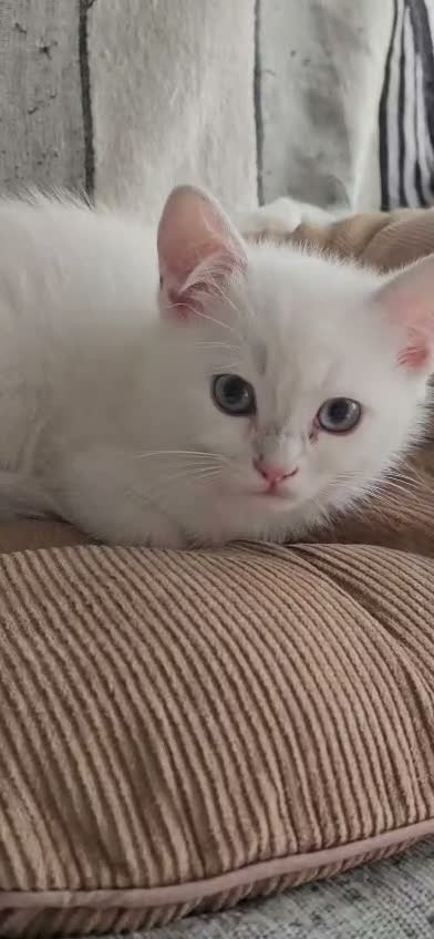 British Shorthair cats for sale: Beautiful Blue-Eyed Ragdoll × British Shorthair - Video 1
