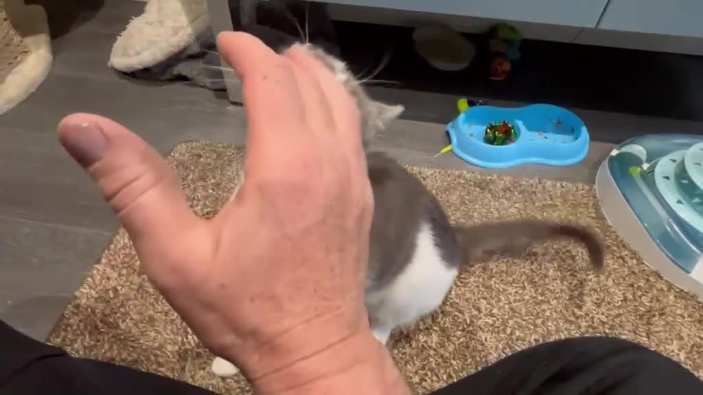 Mixed Breed cats for adoption: Zuza full of love and mischief in Beauly - Video 3