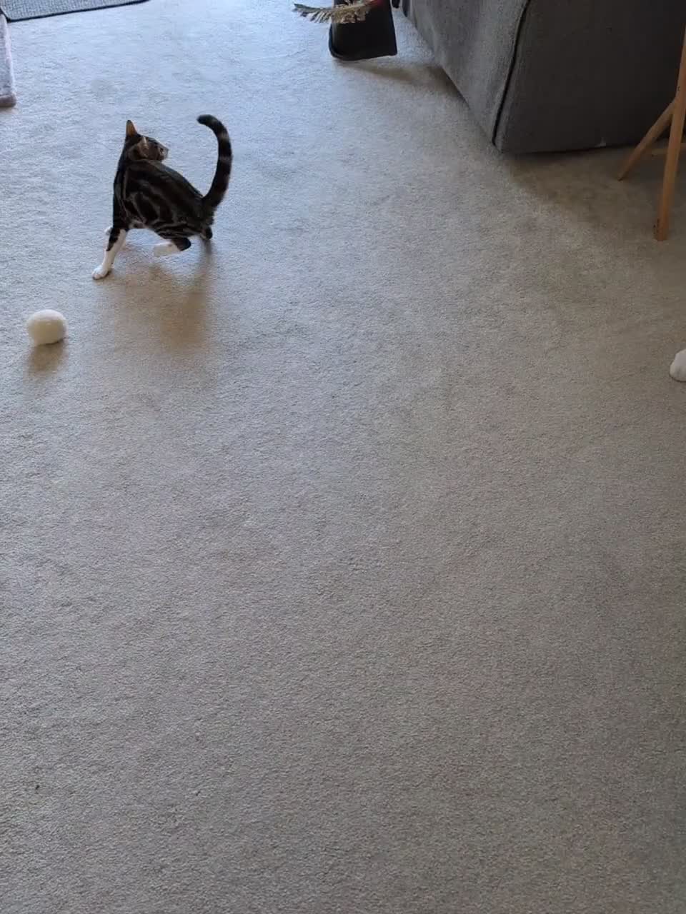 Mixed Breed cats for sale: 17 week old Goose is looking for his forever home - Video 1