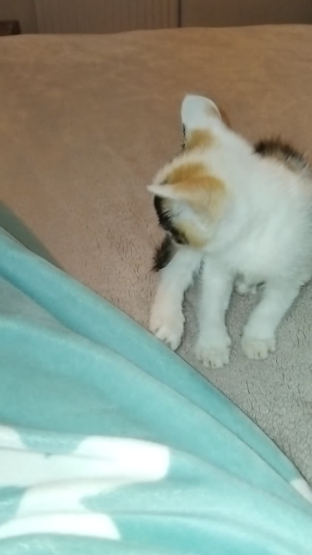 Mixed Breed cats for sale: Adorable kitten seeking a loving home - Video 1
