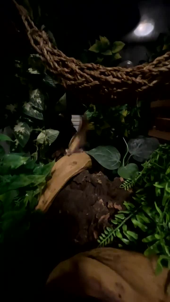 Gecko reptiles for sale: Created gecko  - Video 1