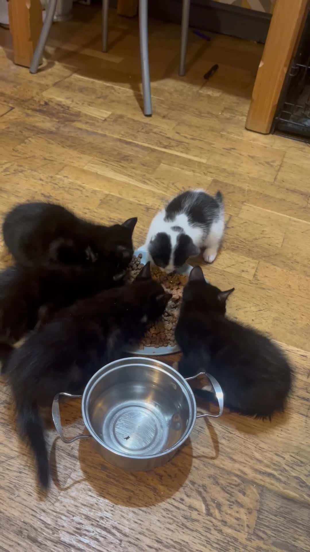 Mixed Breed cats for sale: Mixed breed kittens  - Video 1