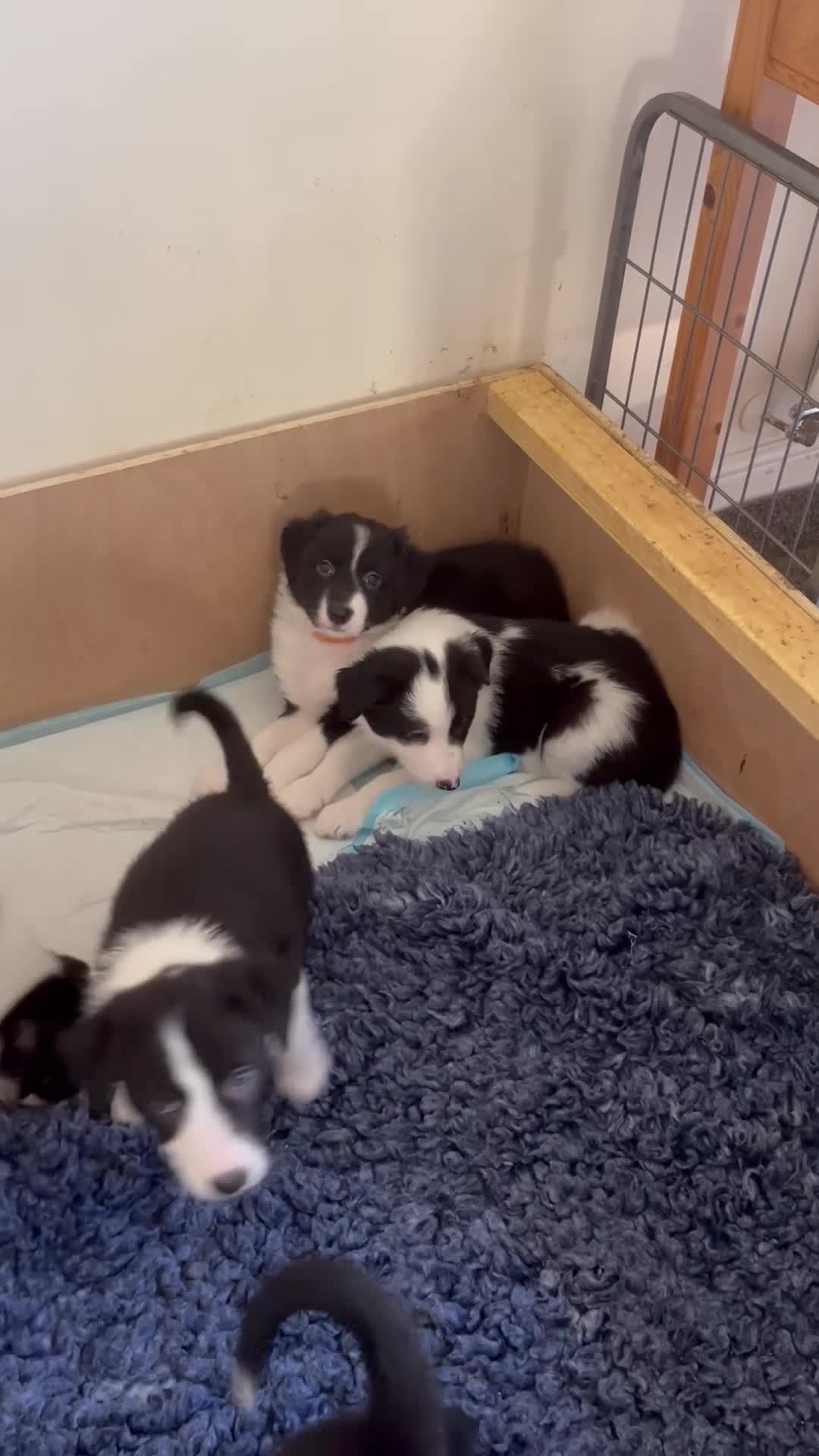Border Collie dogs for sale: Border Collie puppies from working parents - Video 1