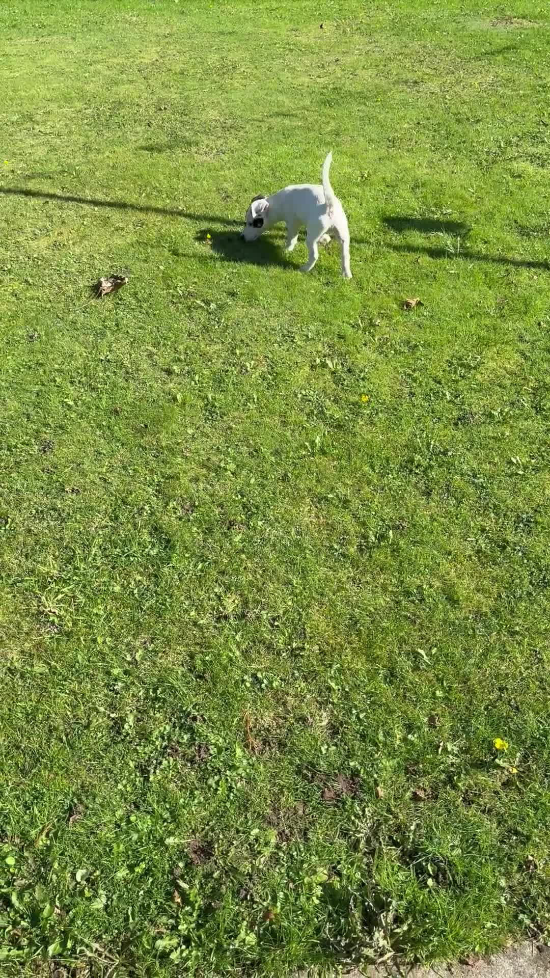 Jack Russell dogs for sale: Traditional MALE Jack Russell  - Video 1