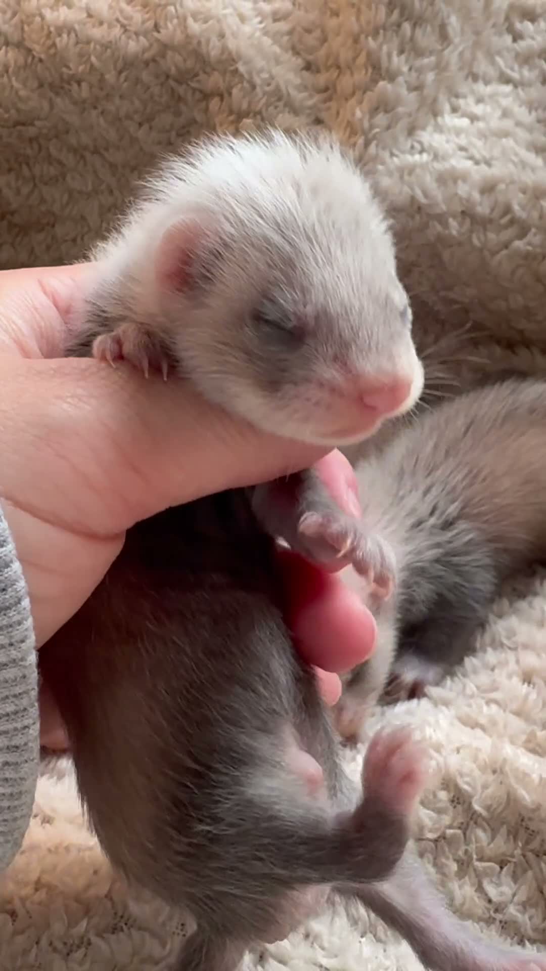 Ferret rodents for sale: Ferret Kits Ready To Leave 5th October - Video 2