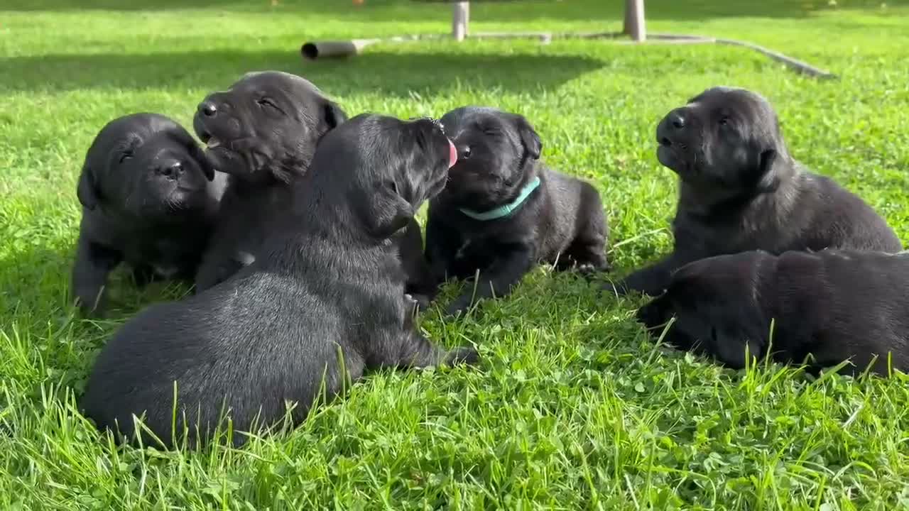 Mixed Breed dogs for sale: Labrador cross in Bridport - Video 2
