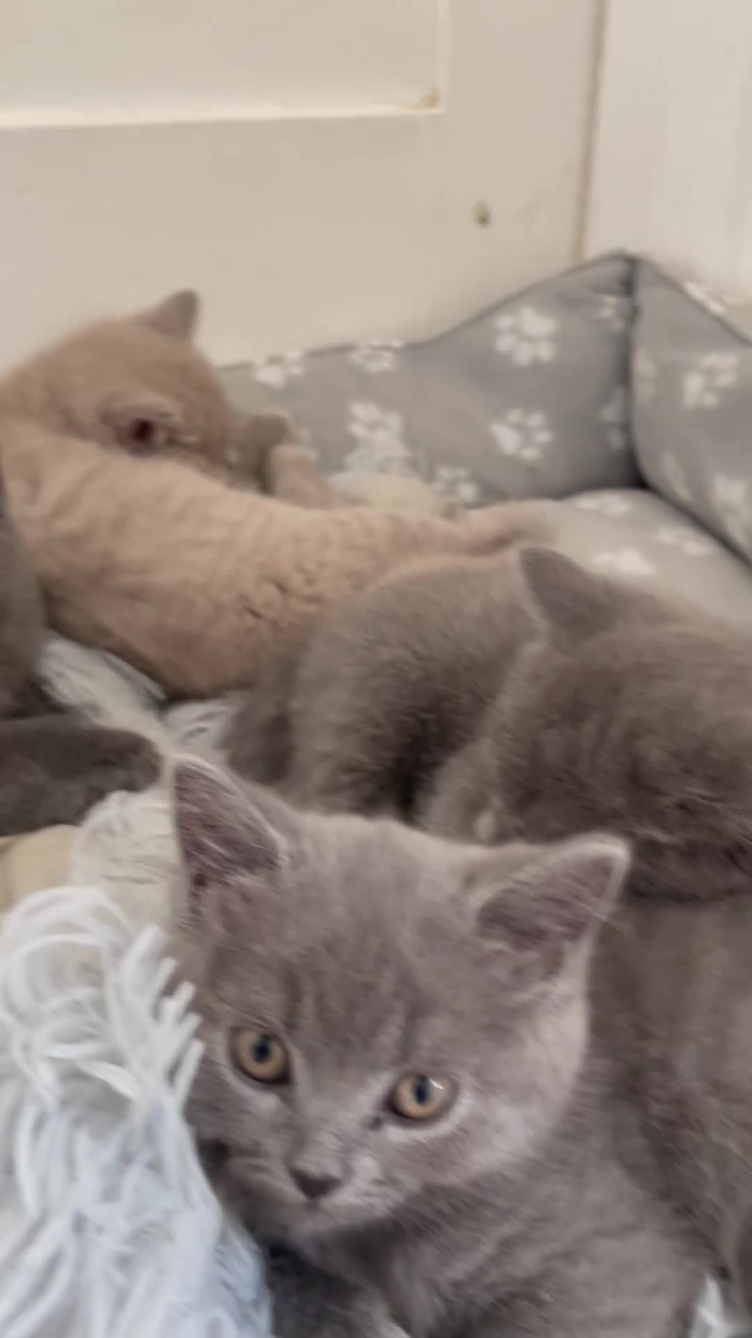 Russian Blue cats for sale: Gorgeous Russian blue/British Shorthair kittens - Video 1