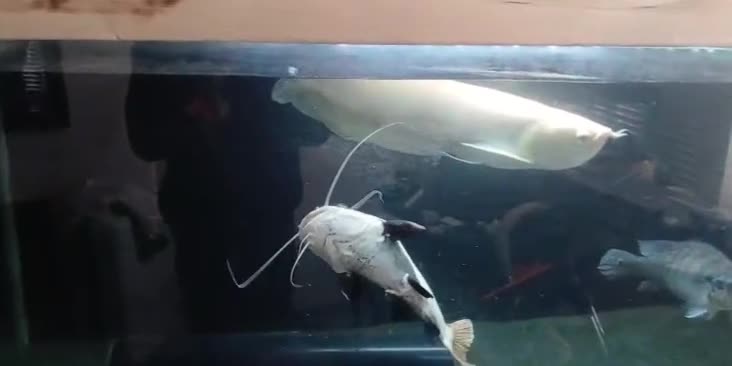 Other/Mixed Breed fish for sale: Albino arowana, redtail catfish, oscars, and more - Video 2
