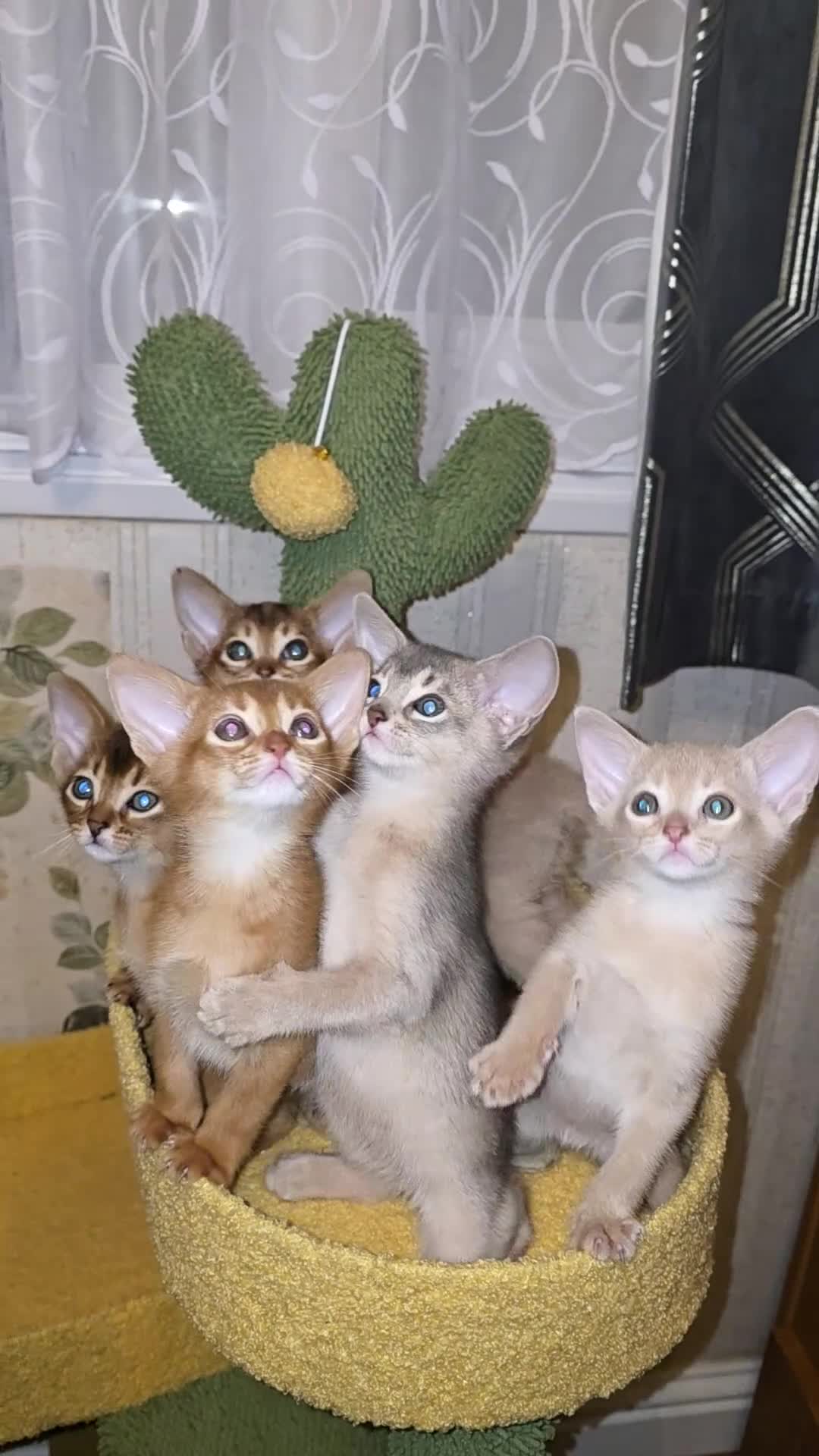 Abyssinian cats for sale: Beautiful Aby kitten  - Video 3
