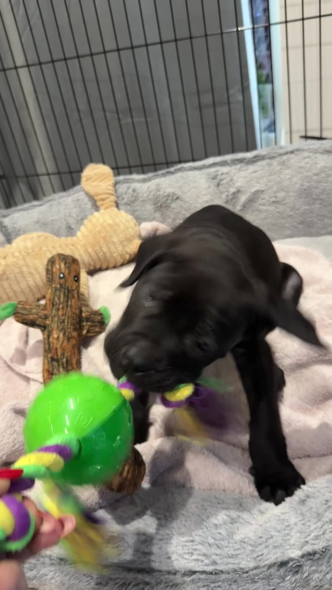Cane Corso dogs for sale: Cane Corso female puppy for sale – 9 weeks old - Video 1
