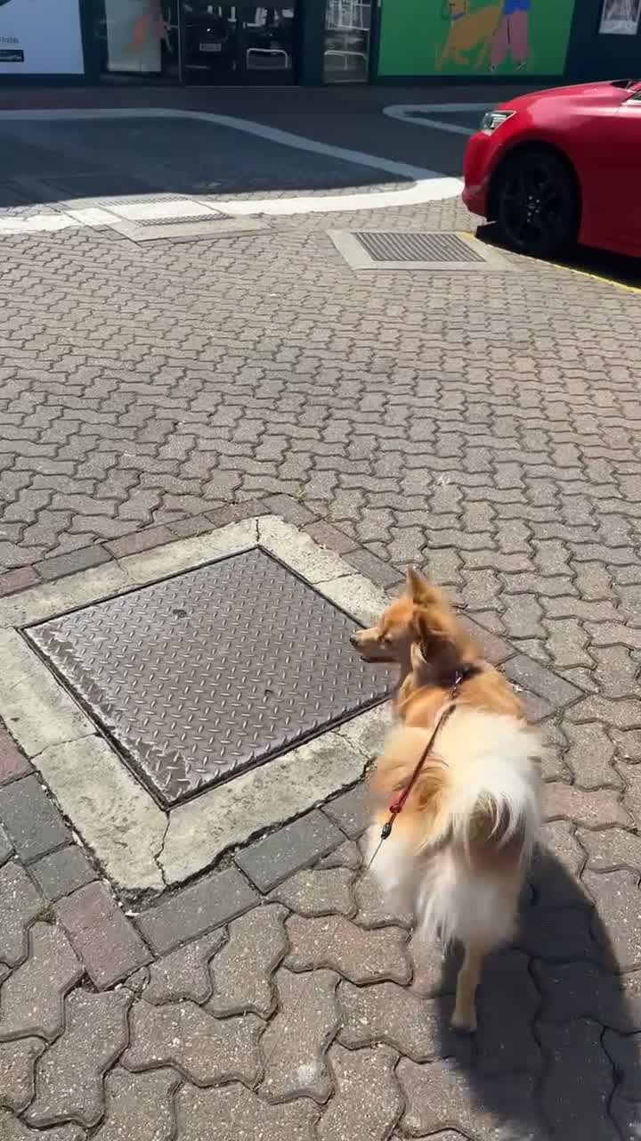 Pomsky dogs for stud:     Gorgeous Pomeranian Girl for Stud in London - Video 1