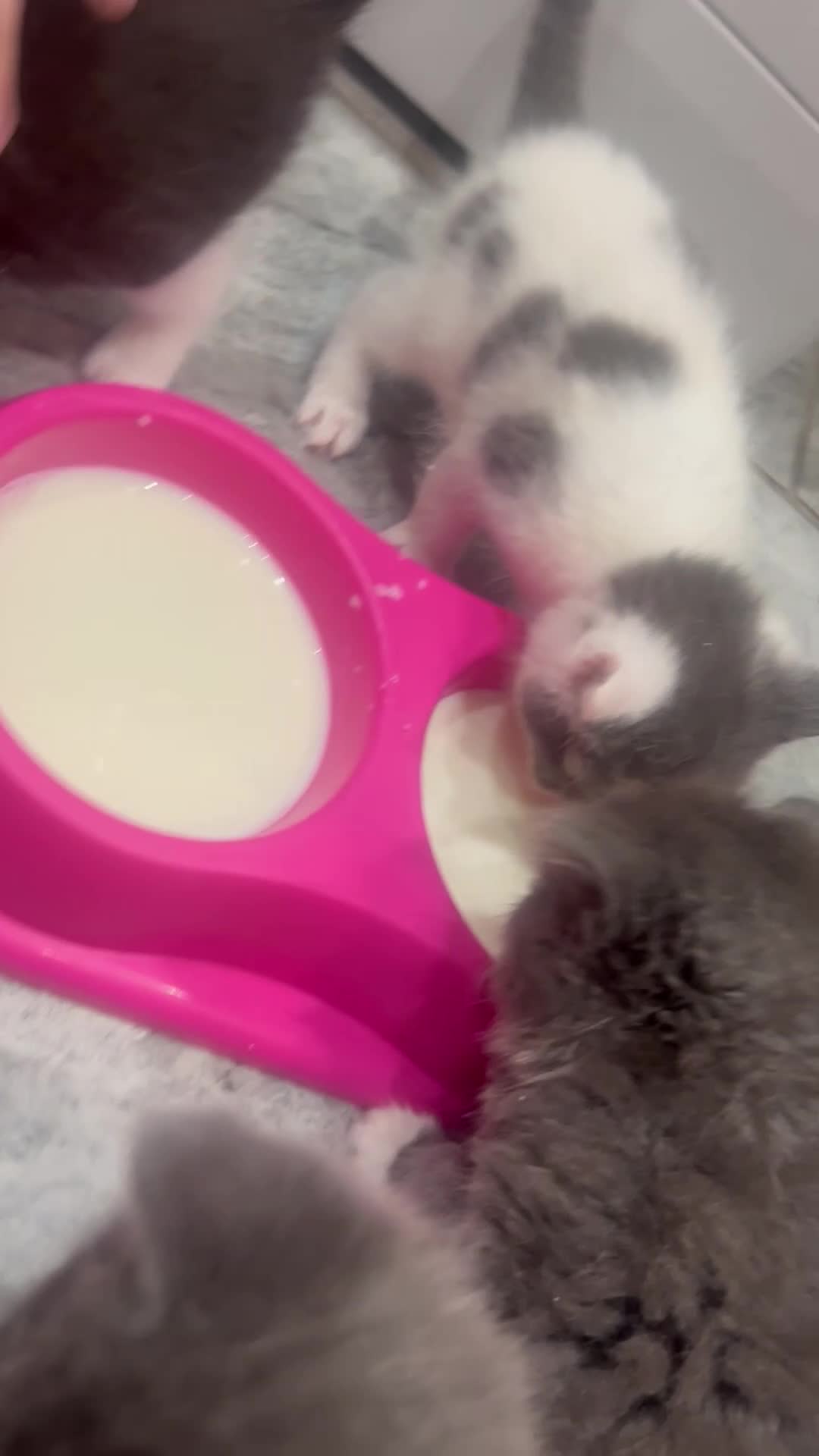 Ragamese cats for sale: 5 AMAZING BUNDLES OF JOY❤️❤️❤️PRICES VARY - Video 1