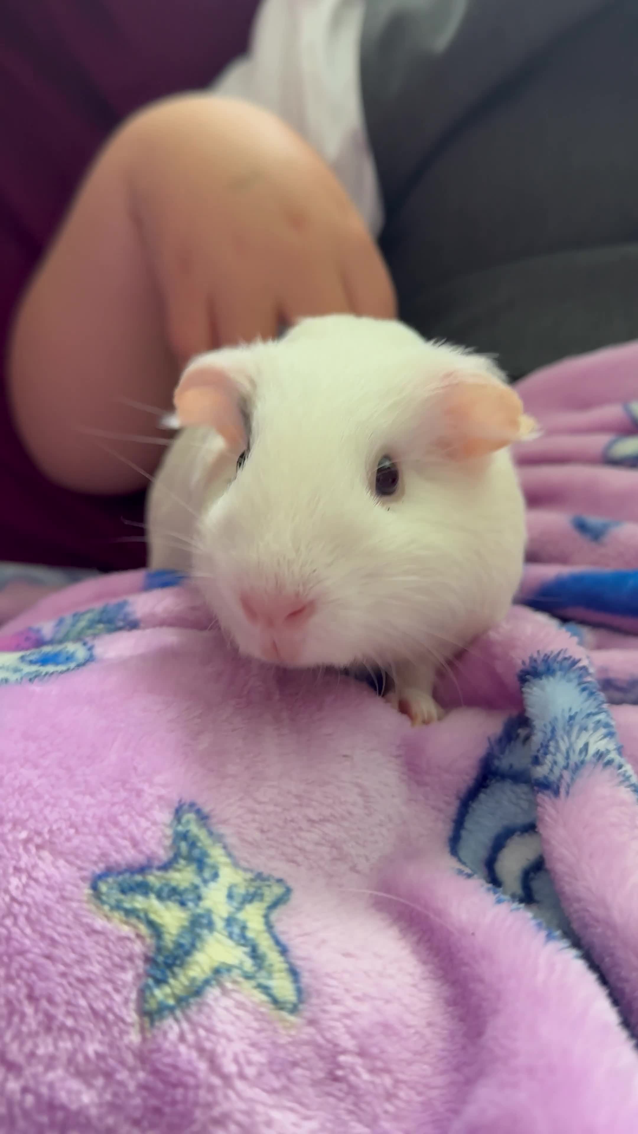 Guinea Pig rodents for sale: 2 female guinea pigs and kavee cage - Video 2