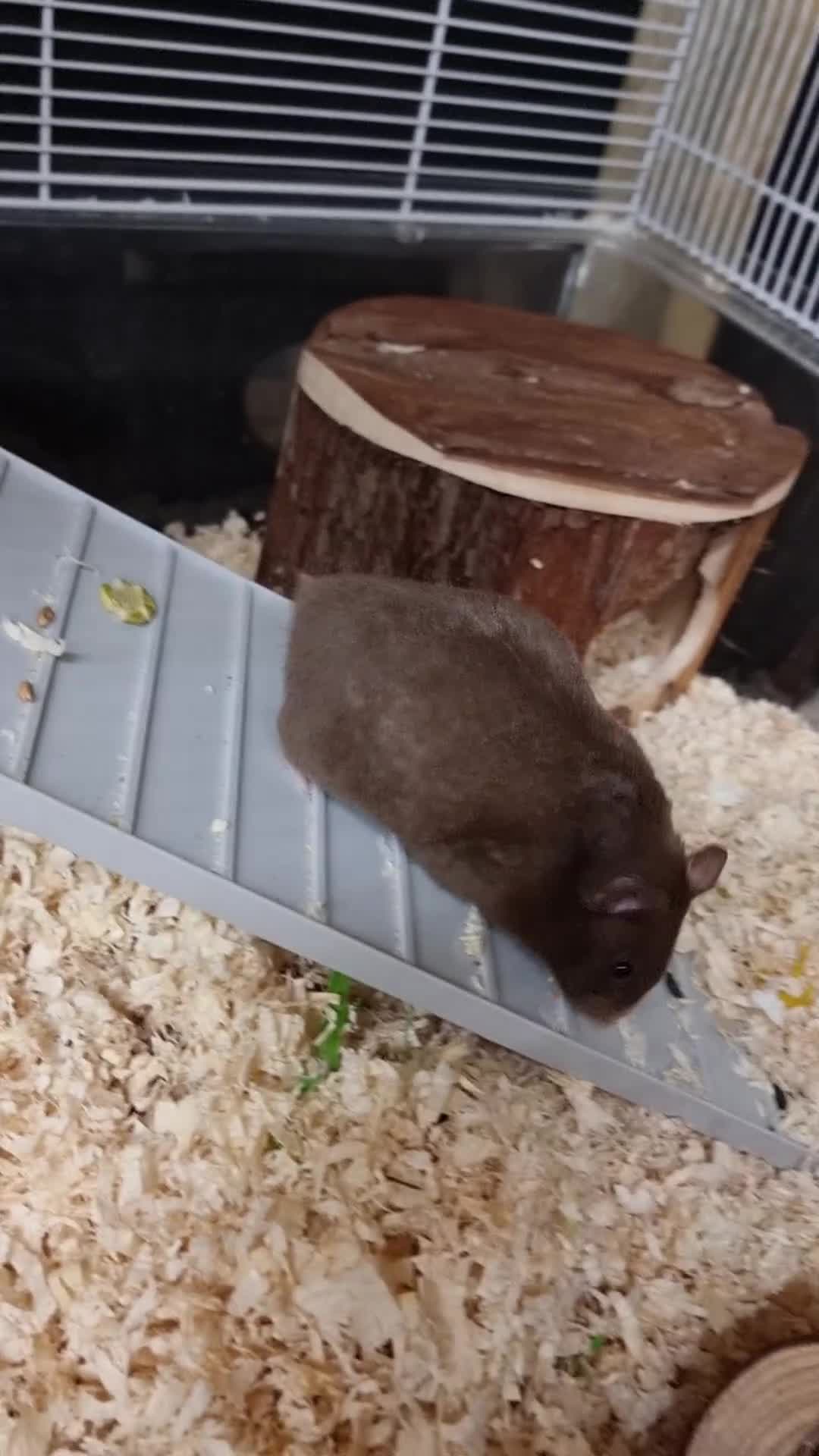 Hamster rodents for sale: Sweet young hamster with large cage&full set up - Video 3