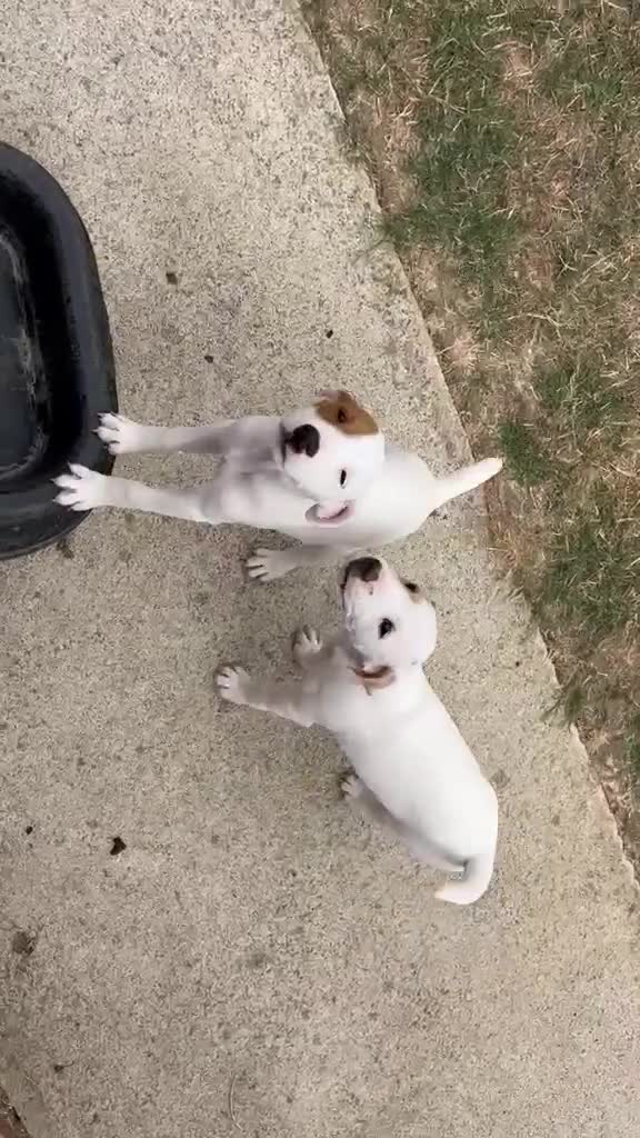 Jack Russell dogs for sale: Jack Russell Dog Pups for sale  - Video 1