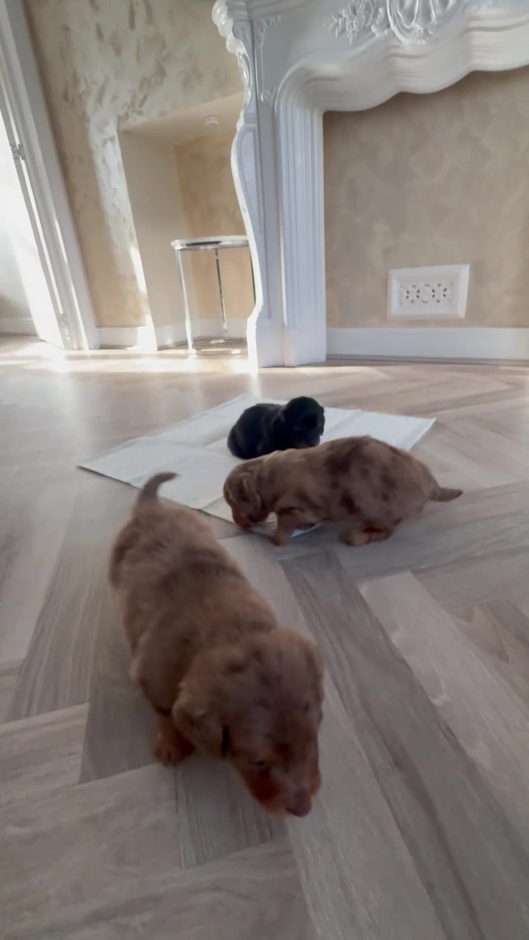 Miniature Dachshund dogs for sale: 3 Beautiful miniature longhair dachshund puppies - Video 2