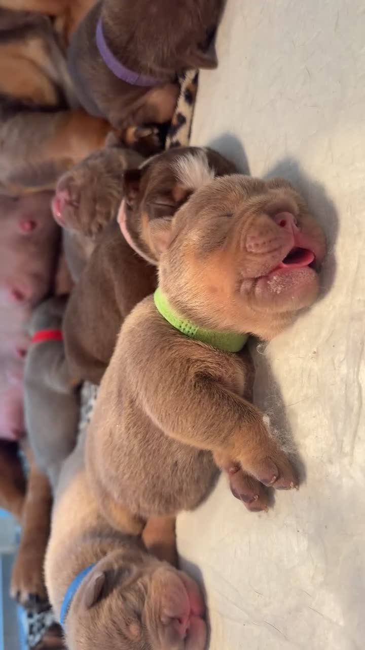English Bulldog dogs for sale: 2 beaut female English bulldogs NEBBR registered - Video 2