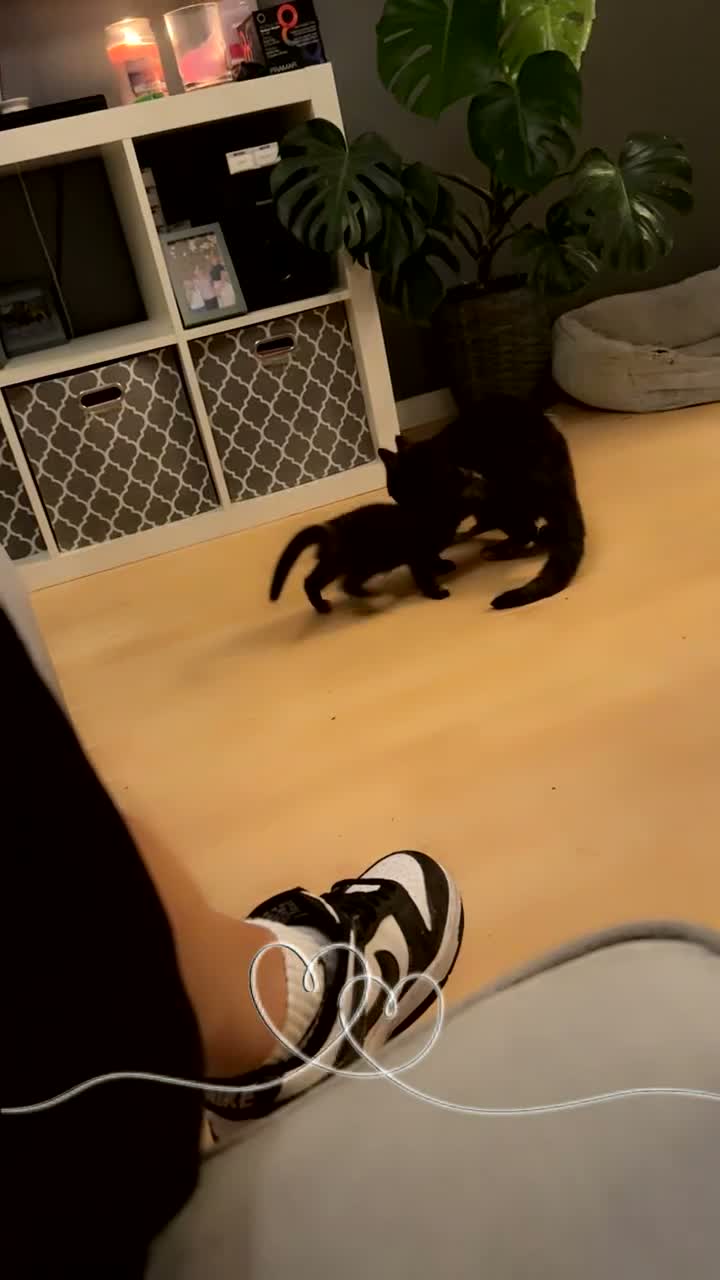 Mixed Breed cats for sale: Beautiful tabby girl  - Video 1