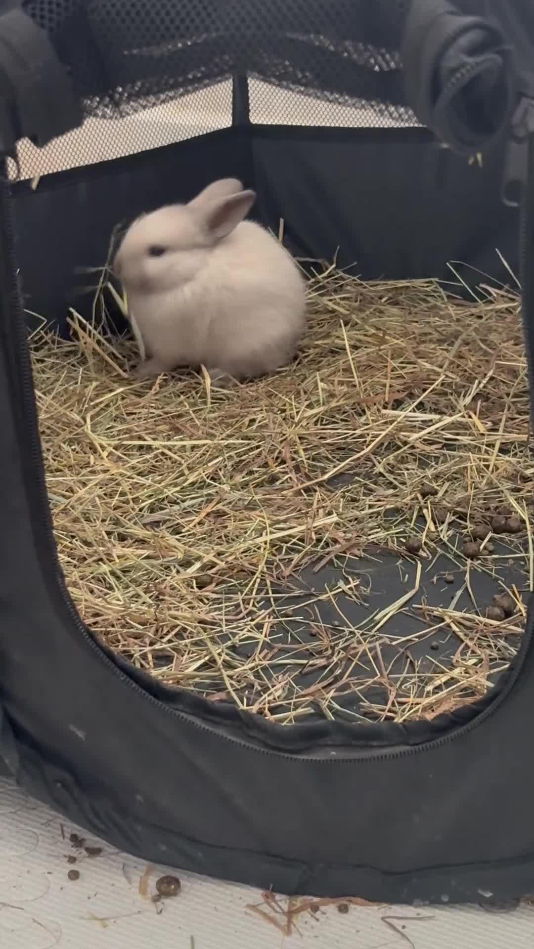 Dwarf Lop rabbits for sale: Dwarf lop fluffy baby bunnies - Video 3