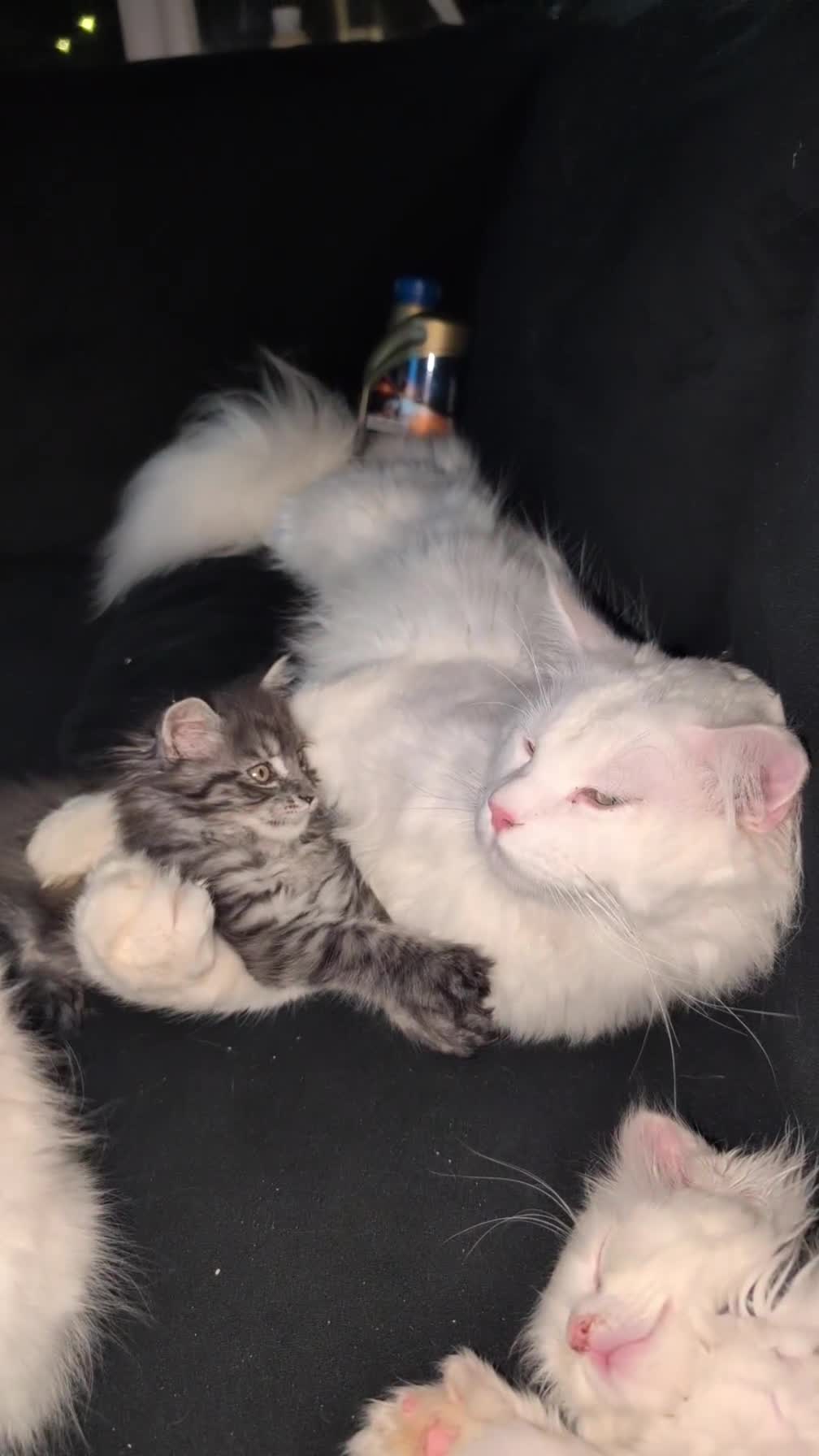 Maine Coon cats for stud: Beautiful polydactyl white Maine coon for stud  in Sunderland - Video 1