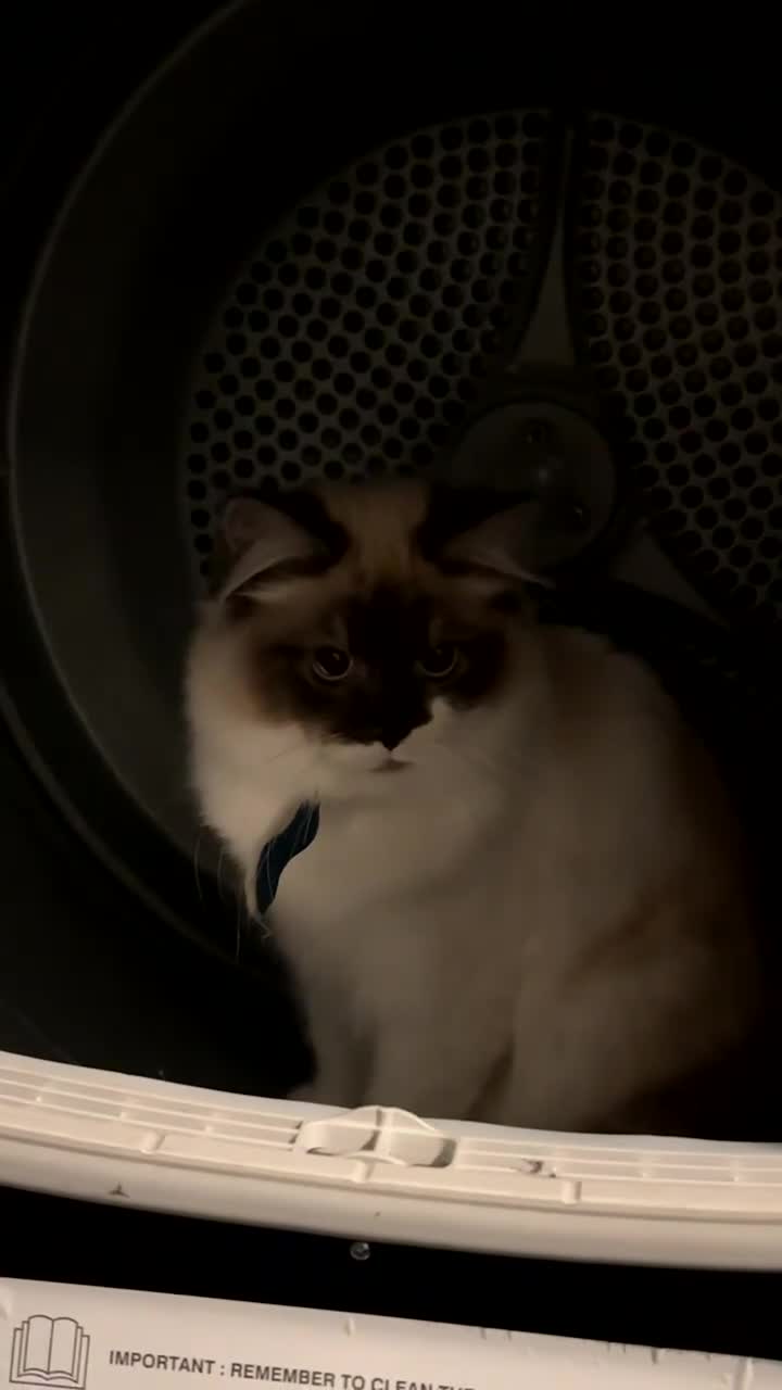 Mixed Breed cats for sale: Siberian & ragdoll cat - Video 3