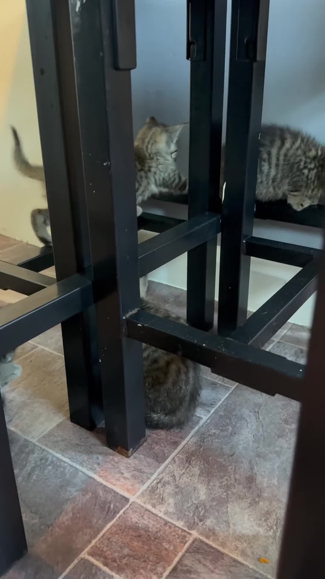 British Shorthair cats for sale: 1 ginger boy and 3 tabby girls - Video 2