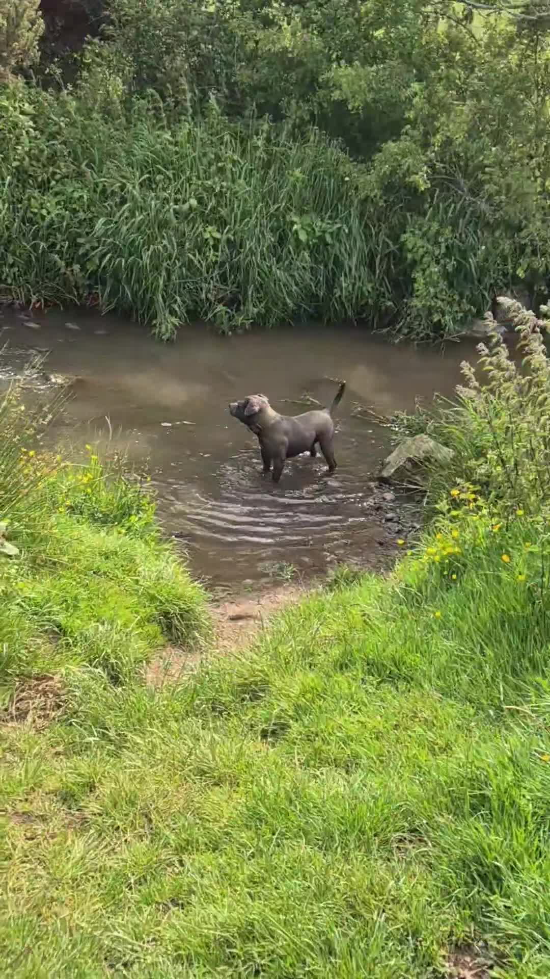 Staffordshire Bull Terrier dogs for sale: Male Staffordshire  - Video 1