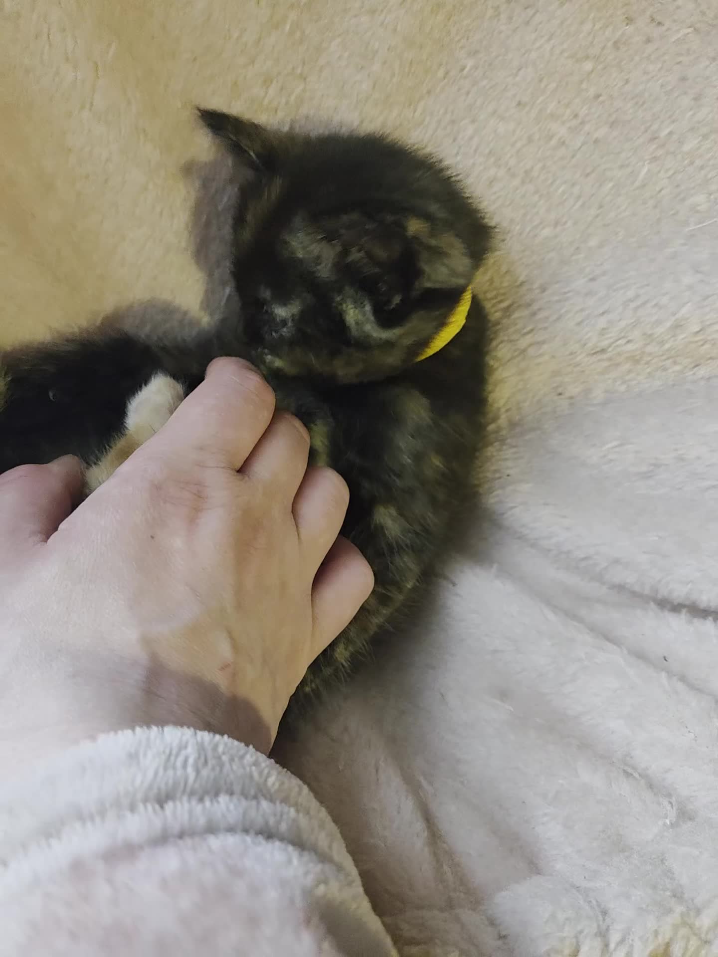 Ragdoll cats for sale: Ragdoll x ginger tom cat - Video 3