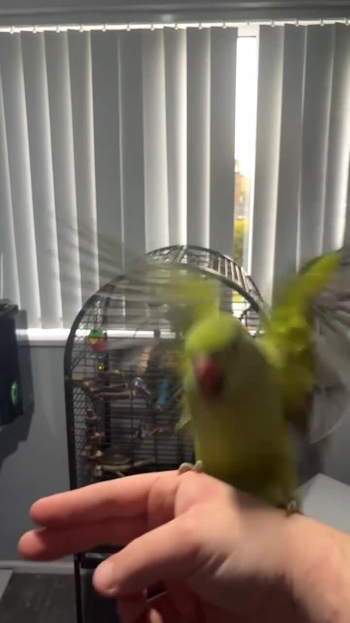 Ringnecks birds for sale: Jezza The Indian Ringneck in Ipswich - Video 1
