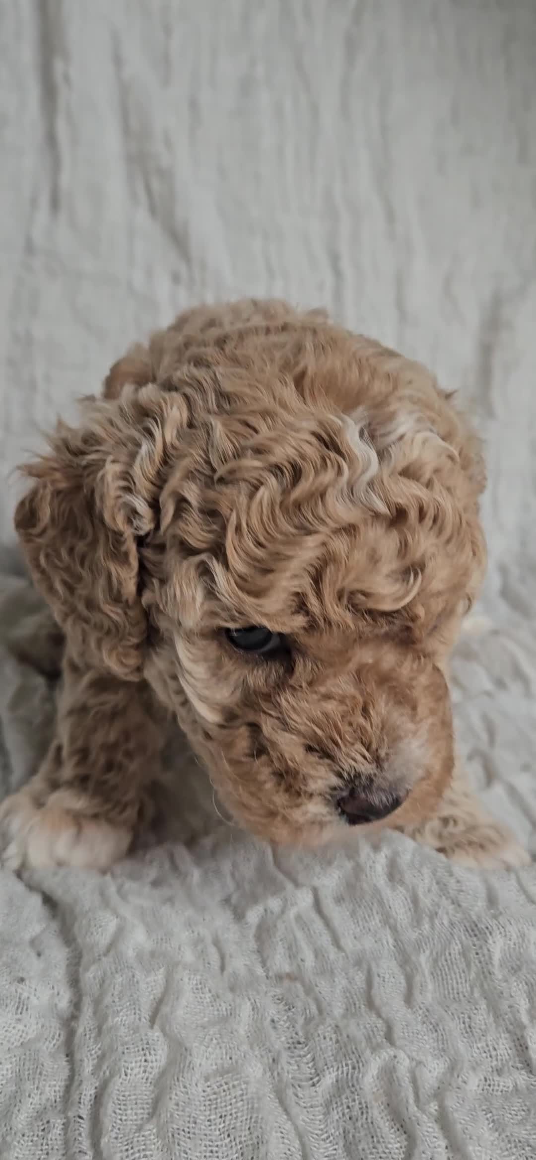 Mini Goldendoodle dogs for sale: 🐾✨ Beautiful Toy Goldendoodle Puppies  ✨🐾 - Video 4