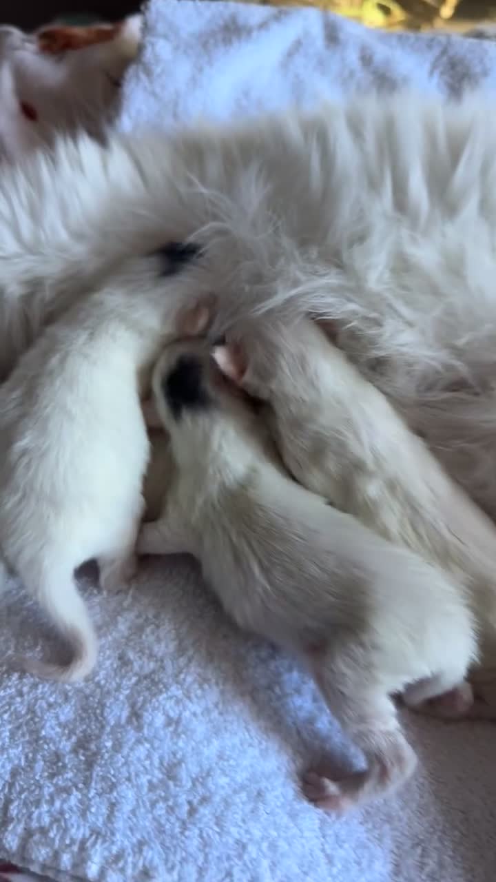 Ragcoon cats for sale: Kittens for sale  - Video 2