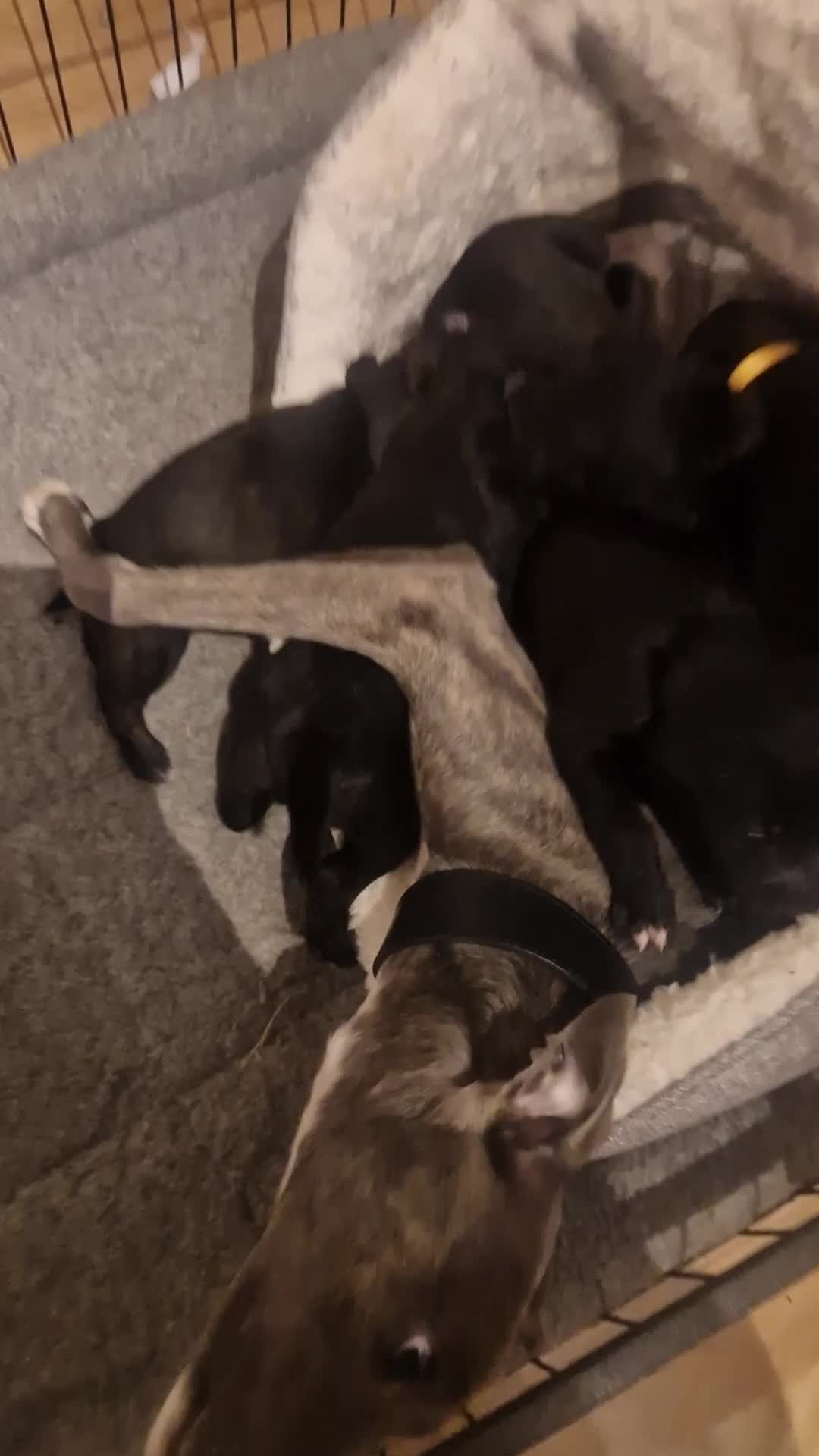 Mixed Breed dogs for sale: F1 Whippet Bedlington READY NOW 💫 3 left  - Video 1