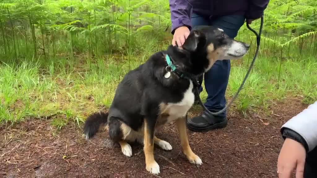 Mixed Breed dogs for adoption: Heartbreaking rehome for BINGO - Video 2