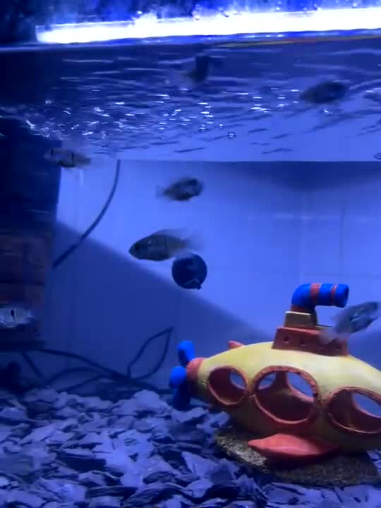 Cichlids fish for sale: blue acaras-read all description  - Video 1