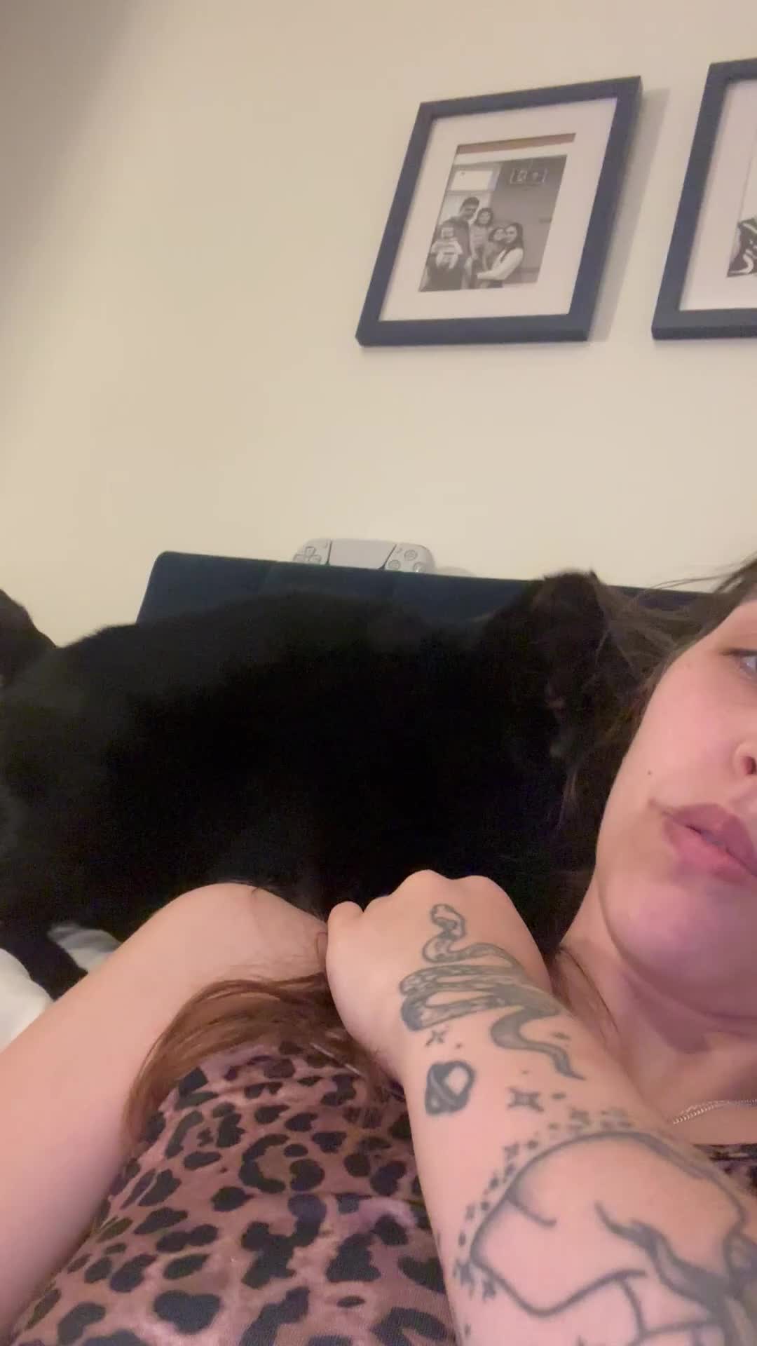 Domestic Shorthair cats for sale: sadly rehoming our lovely boy in Basildon - Video 1