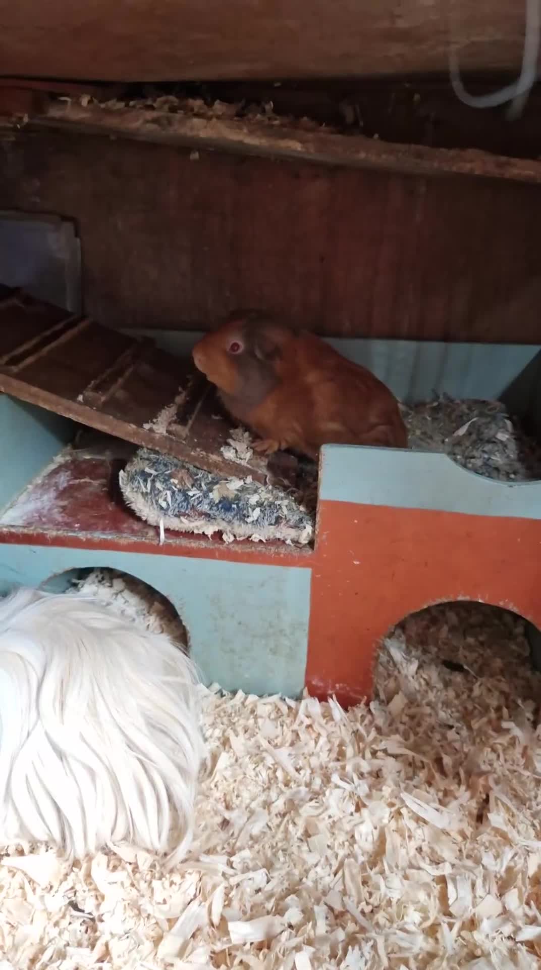 Guinea Pig rodents for sale: Gorgeous Sheltie Guinea Pig  - Video 2